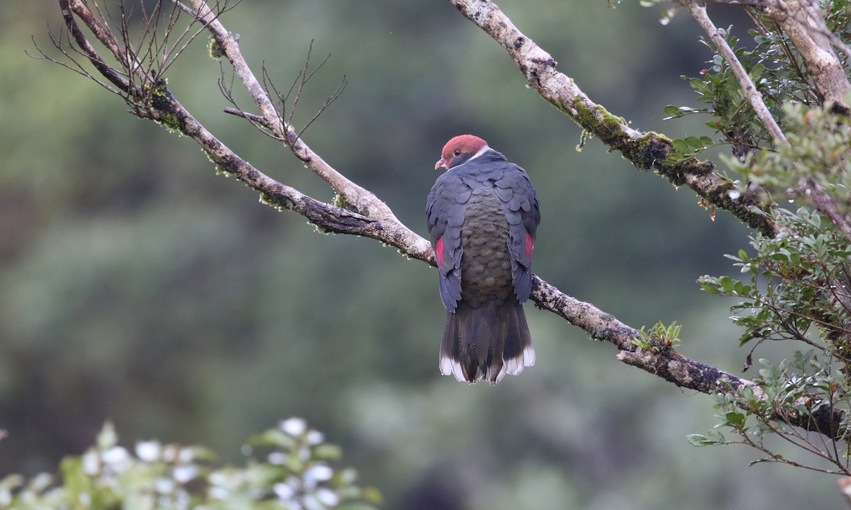 Flame-breasted Fruit-Dove - ML275269421