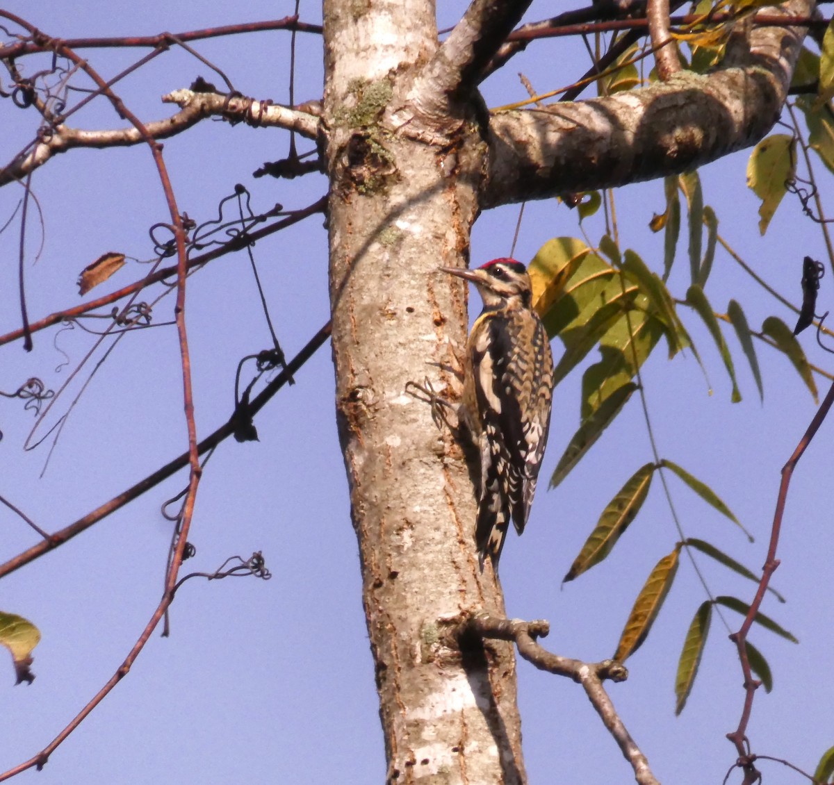 Yellow-bellied Sapsucker - ML275271661