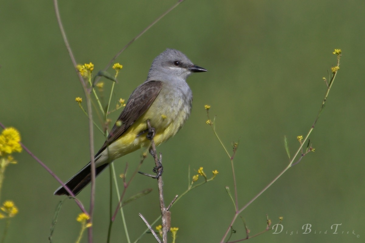 Western Kingbird - DigiBirdTrek CA