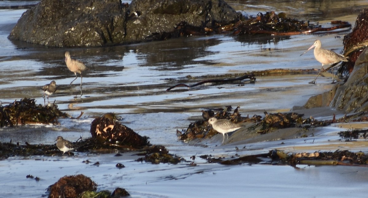 Marbled Godwit - ML275273021