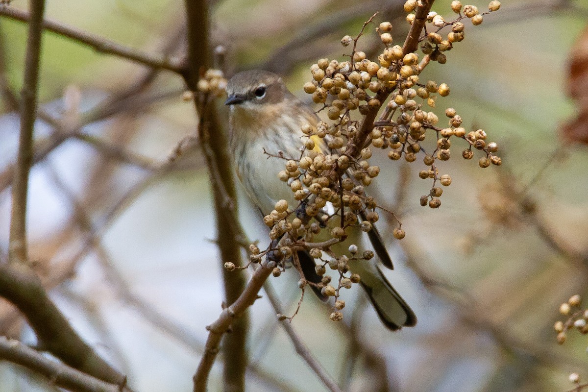 Yellow-rumped Warbler - ML275273221