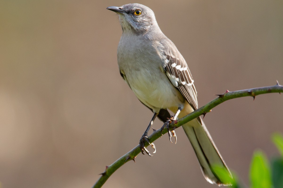 Northern Mockingbird - ML275273231