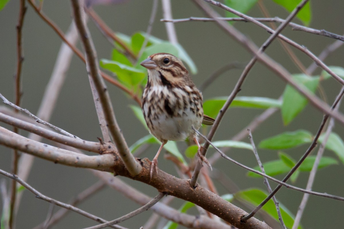 Song Sparrow - ML275273241