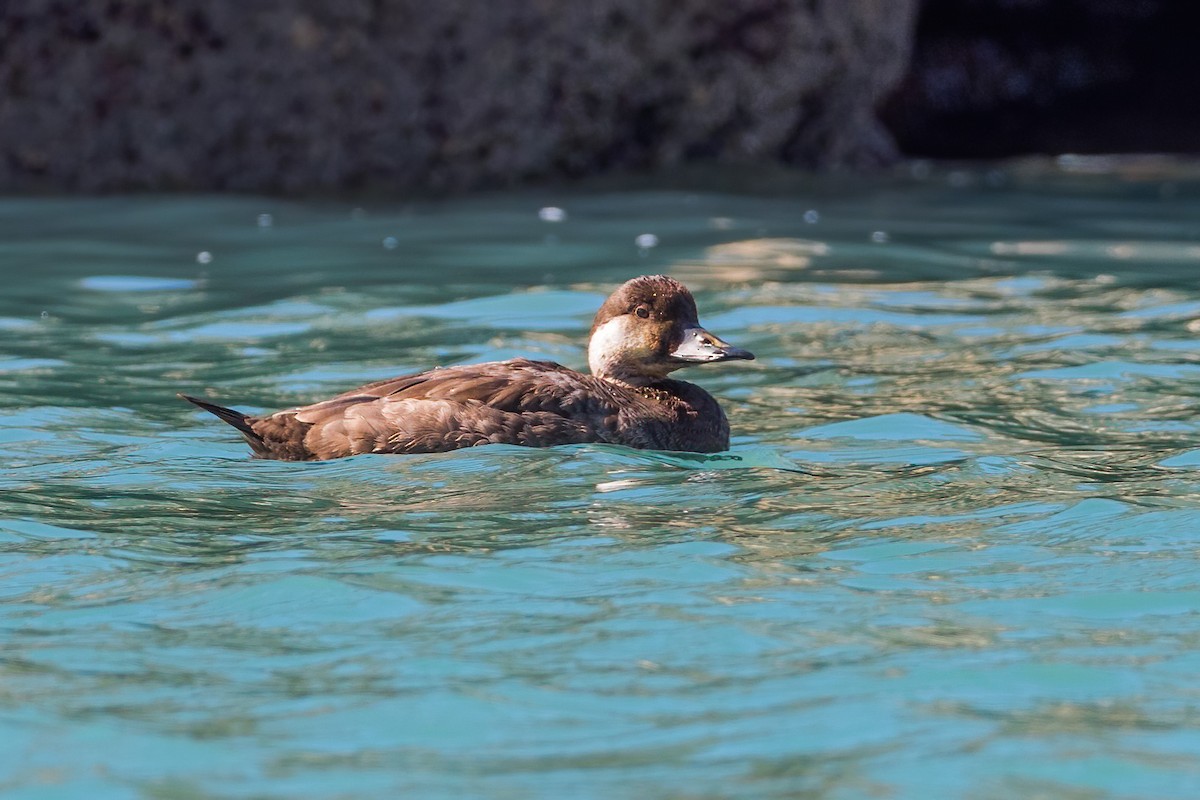 Common Scoter - Yeray Seminario