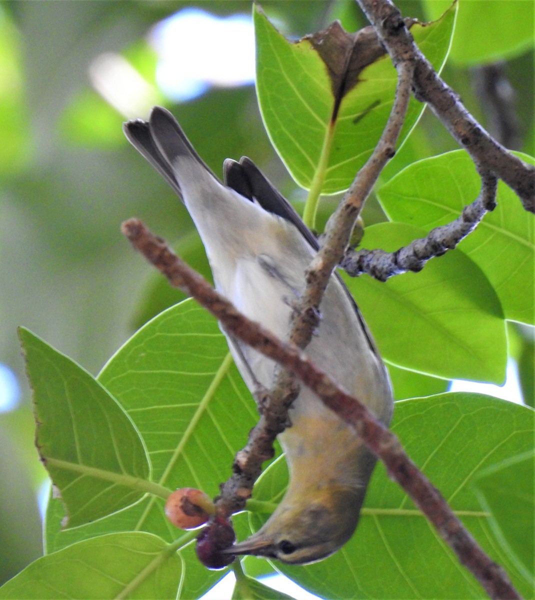 Tennessee Warbler - ML275273981