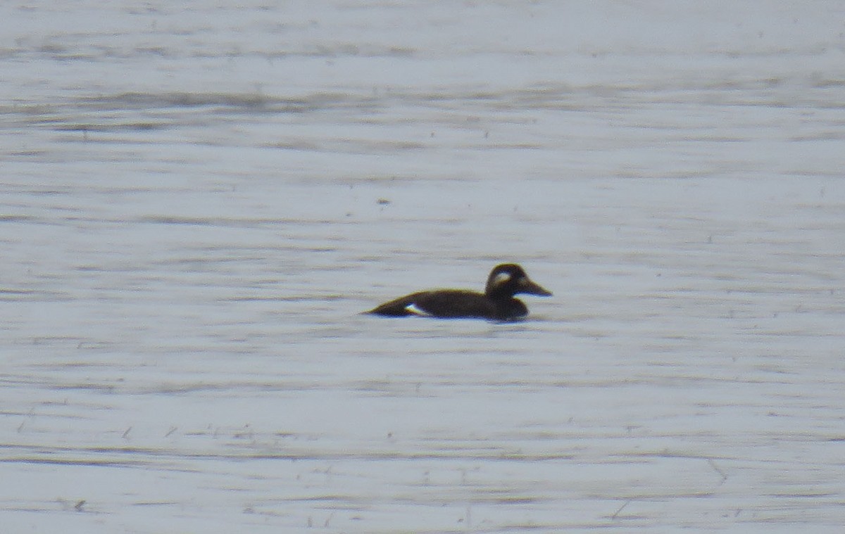 White-winged Scoter - ML275275081