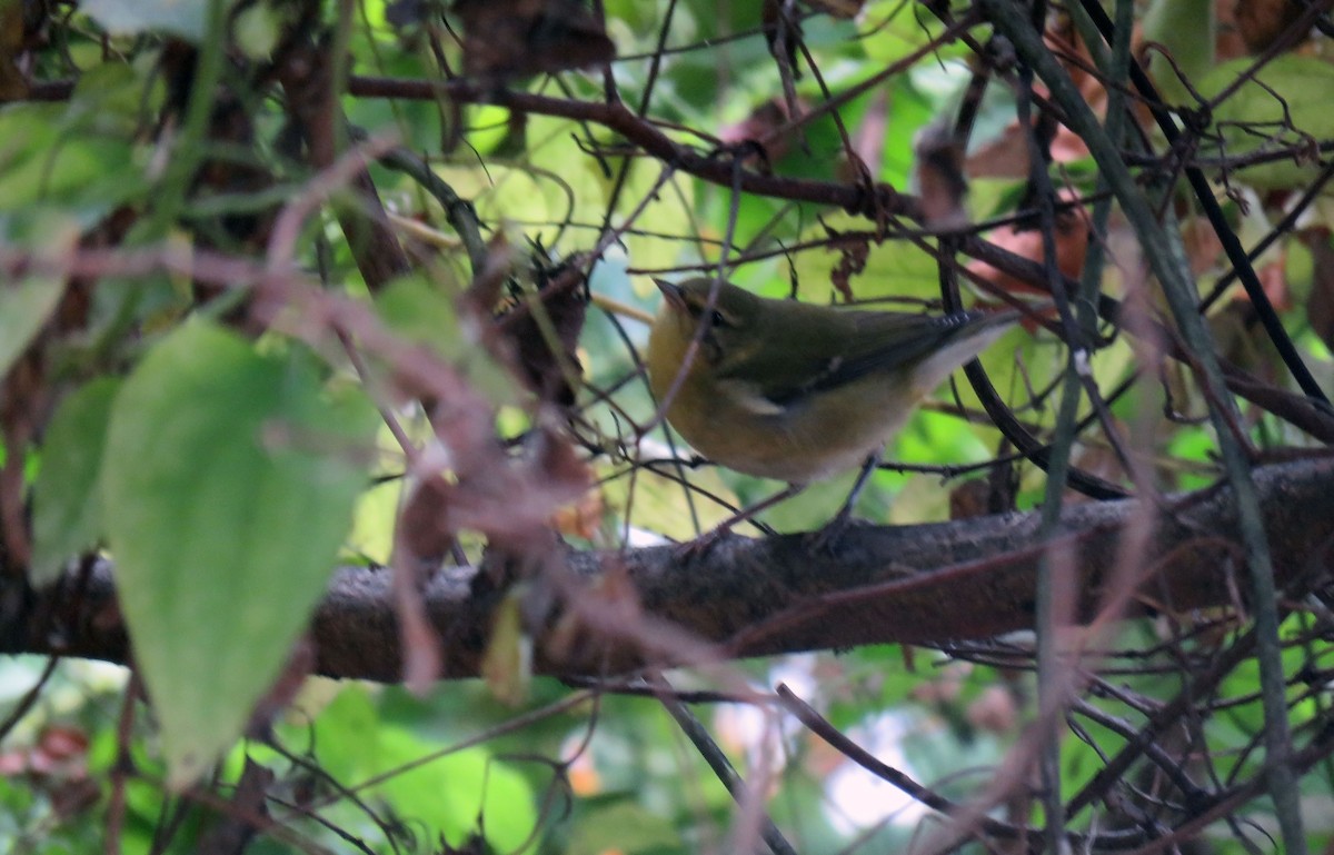 møllparula - ML275275121
