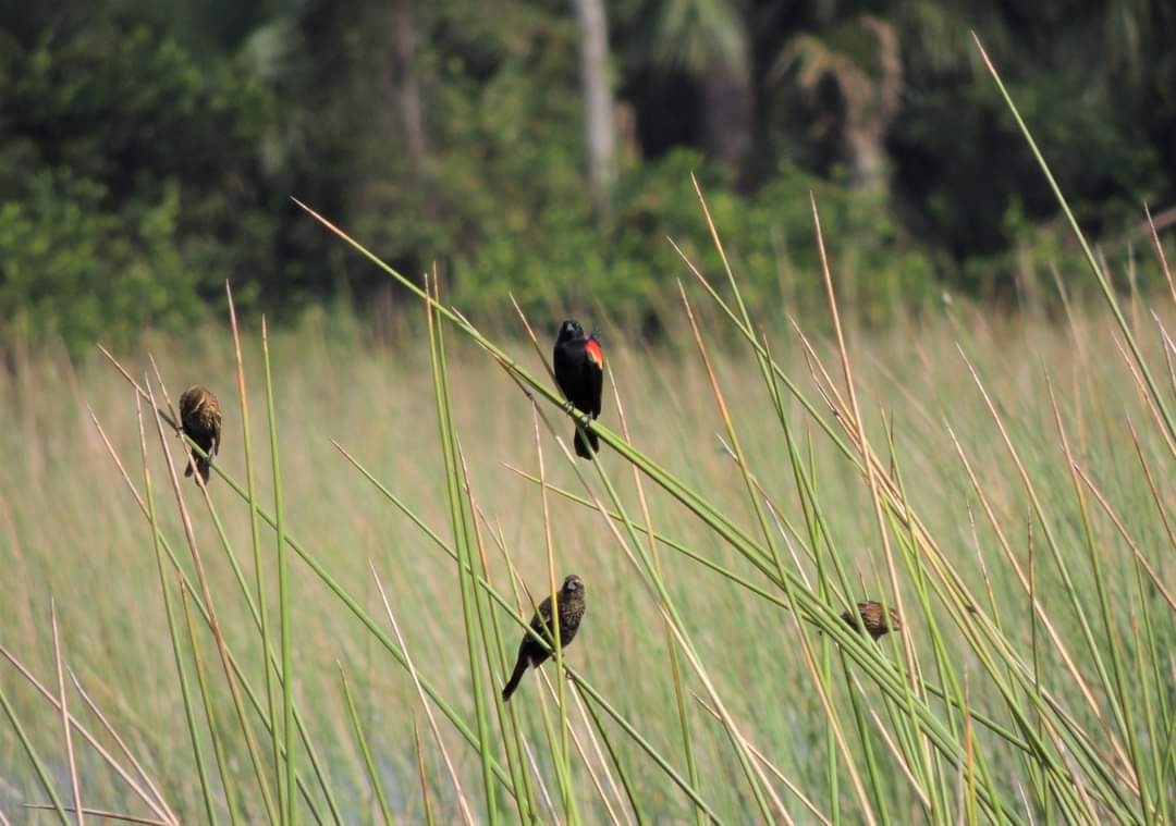 Red-winged Blackbird - ML275276421