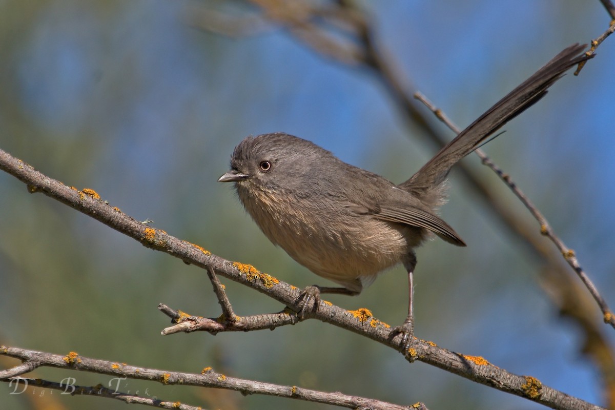 Wrentit - DigiBirdTrek CA