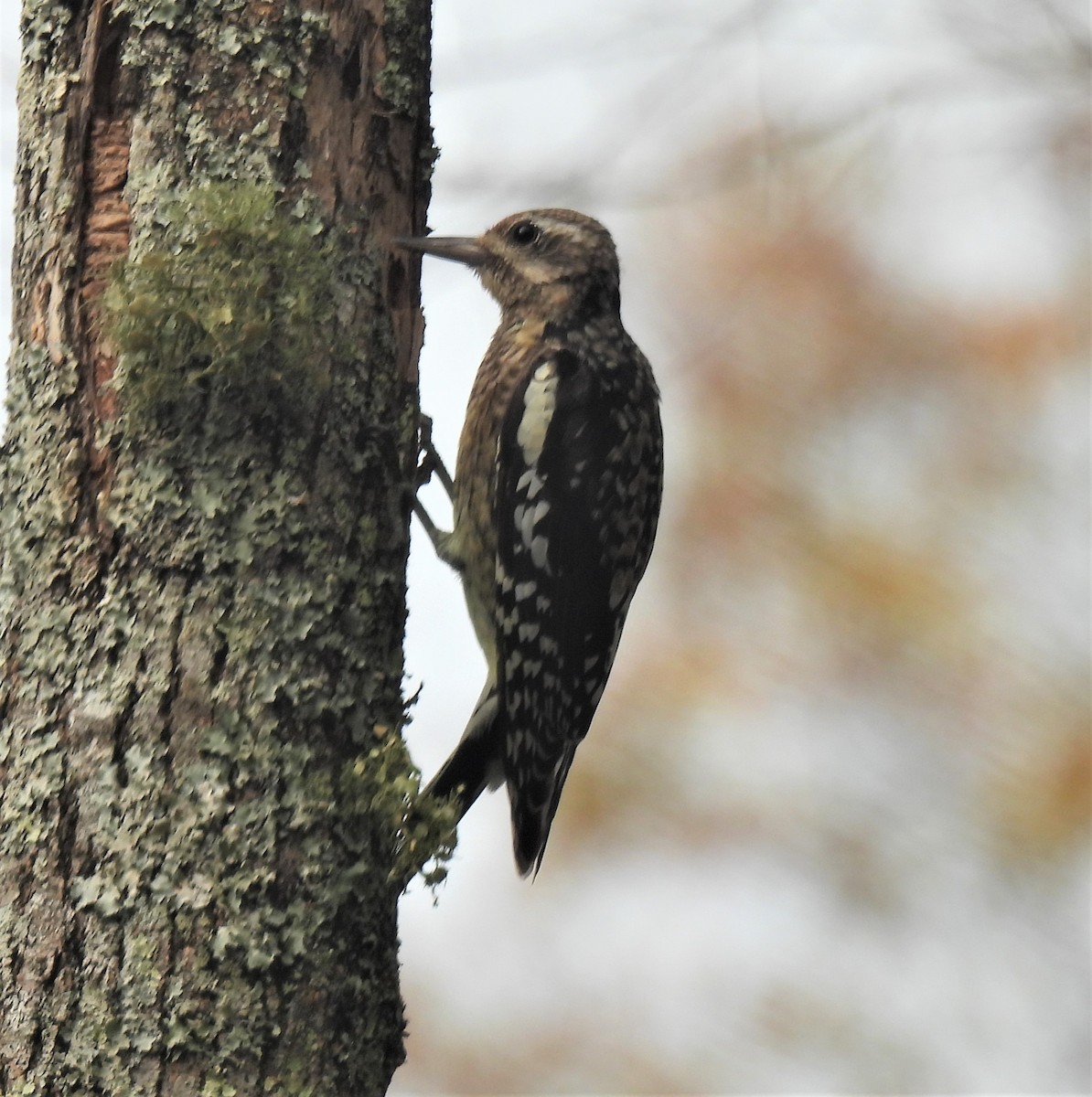 Yellow-bellied Sapsucker - ML275280411