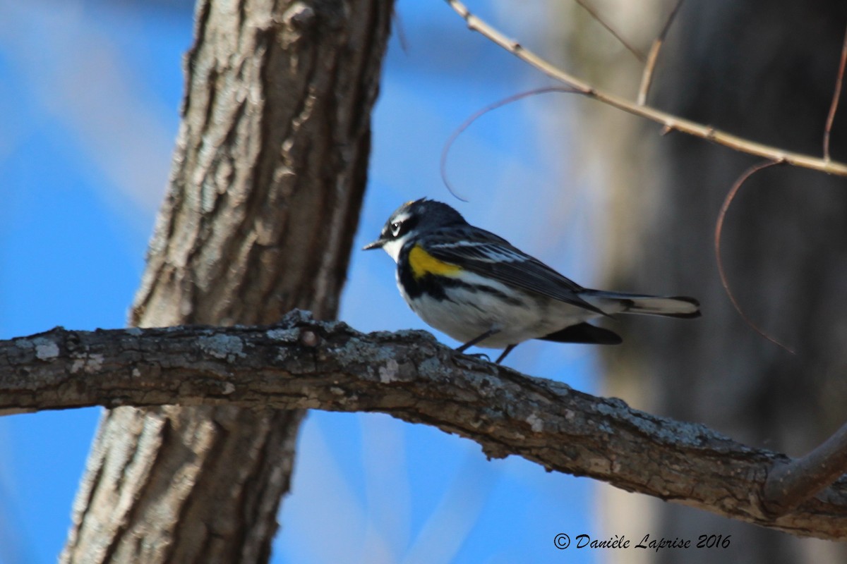 Yellow-rumped Warbler - Danièle Laprise