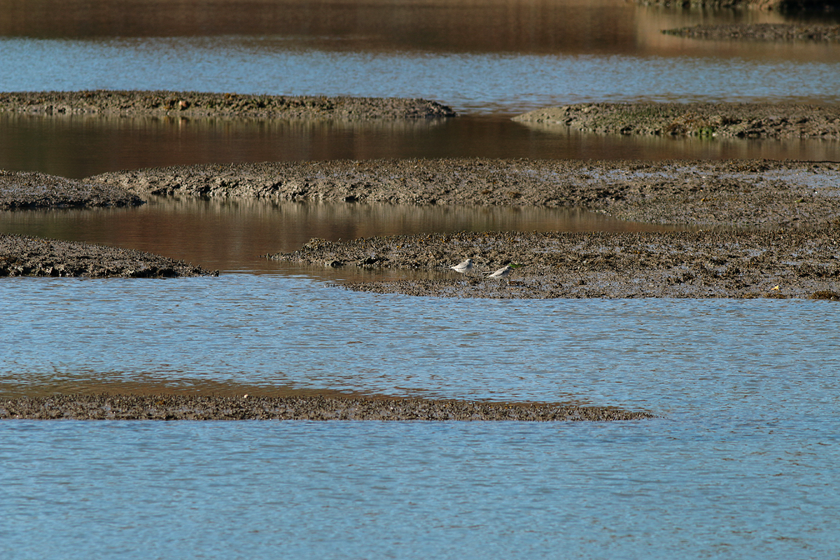 Black-bellied Plover - Mike Fahay