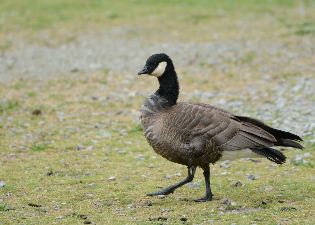 Cackling Goose - Bridget Spencer