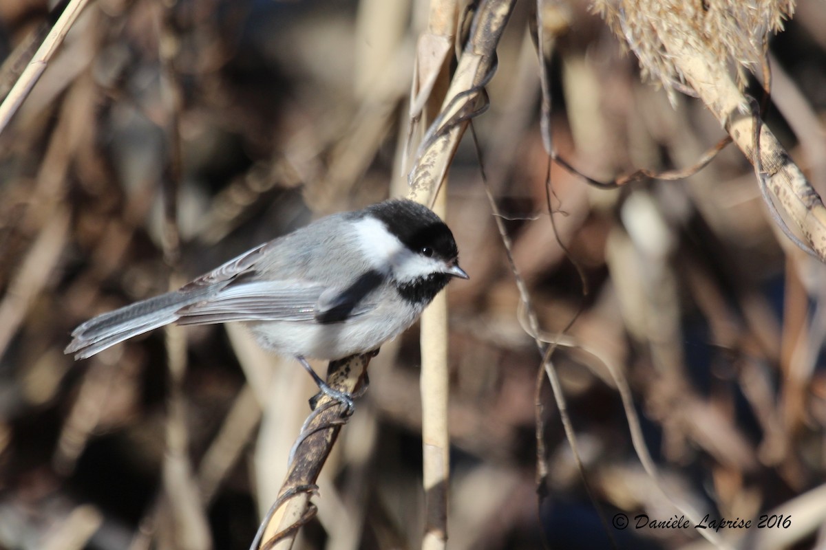 Black-capped Chickadee - ML27528111