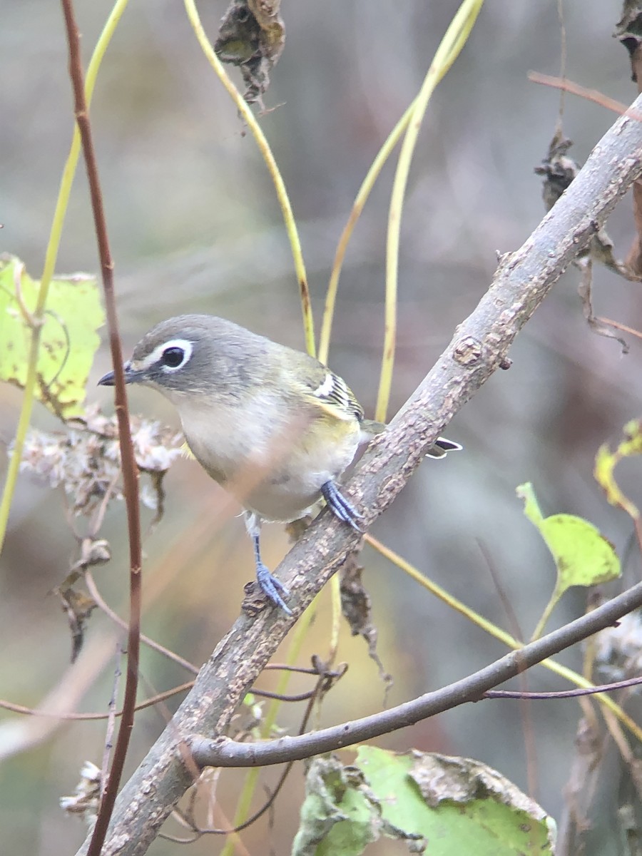 Blue-headed Vireo - ML275281871