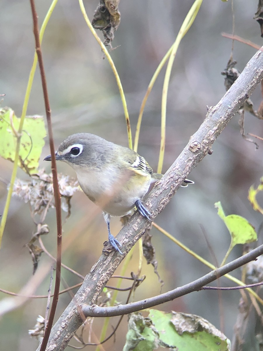 Blue-headed Vireo - ML275281901