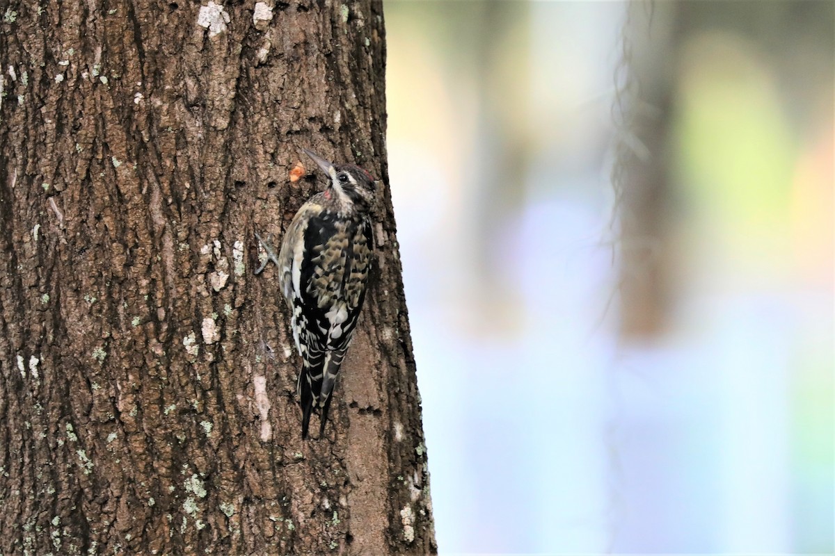 Yellow-bellied Sapsucker - Tom Cartwright