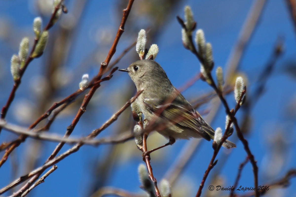 Ruby-crowned Kinglet - ML27528301