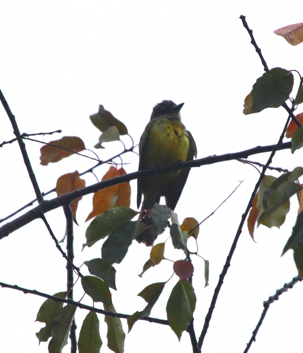 Tropical Kingbird - ML275283131