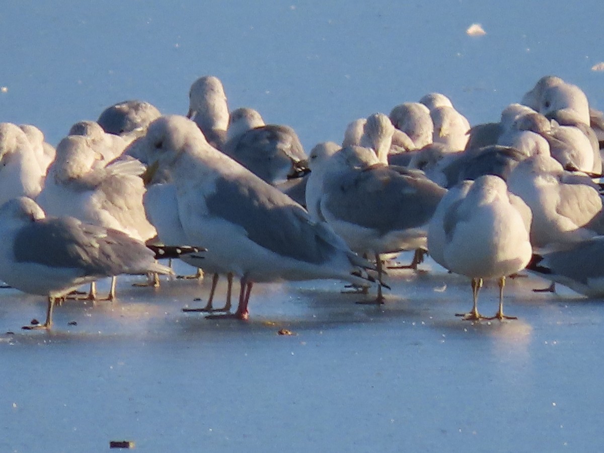 Iceland Gull (Thayer's) - ML275283991