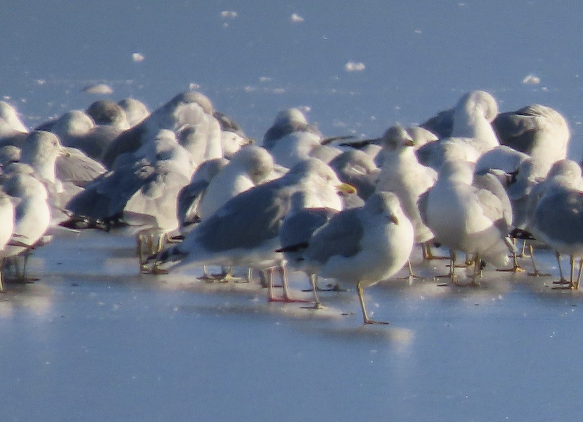 Iceland Gull (Thayer's) - ML275284091