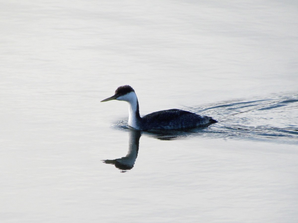 Western Grebe - ML275286601