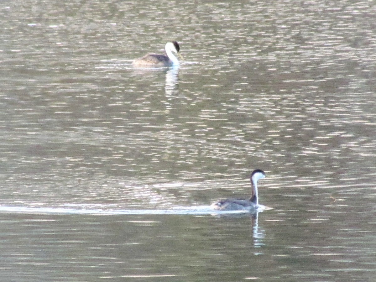 Western Grebe - ML275286651