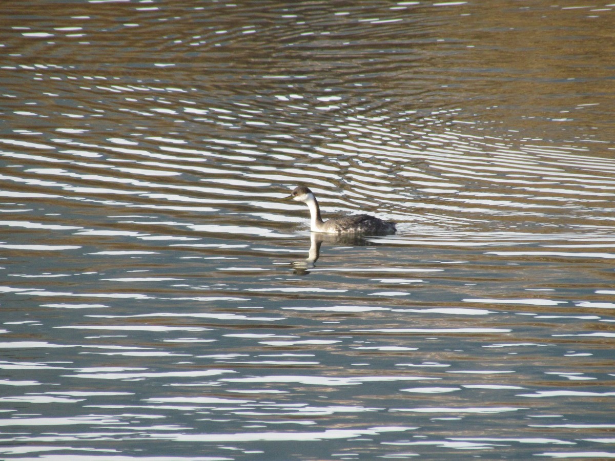 Western Grebe - ML275286761