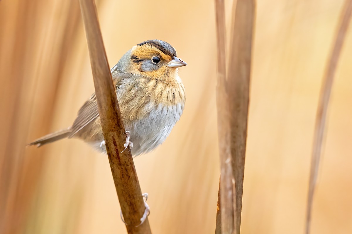 Nelson's Sparrow - ML275287251