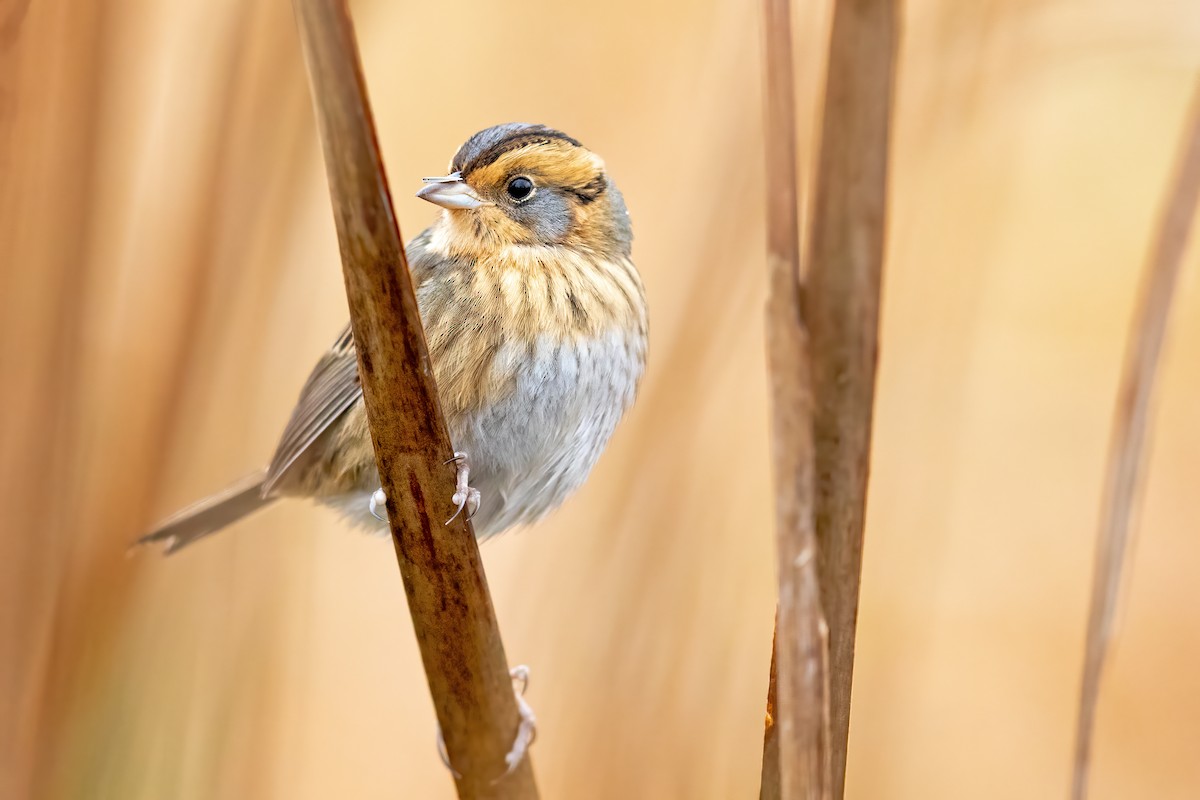 Nelson's Sparrow - ML275287281