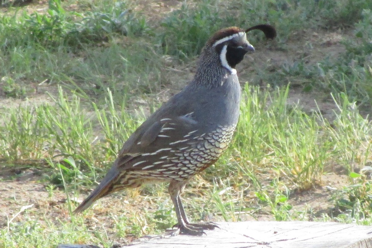 California Quail - ML275287611