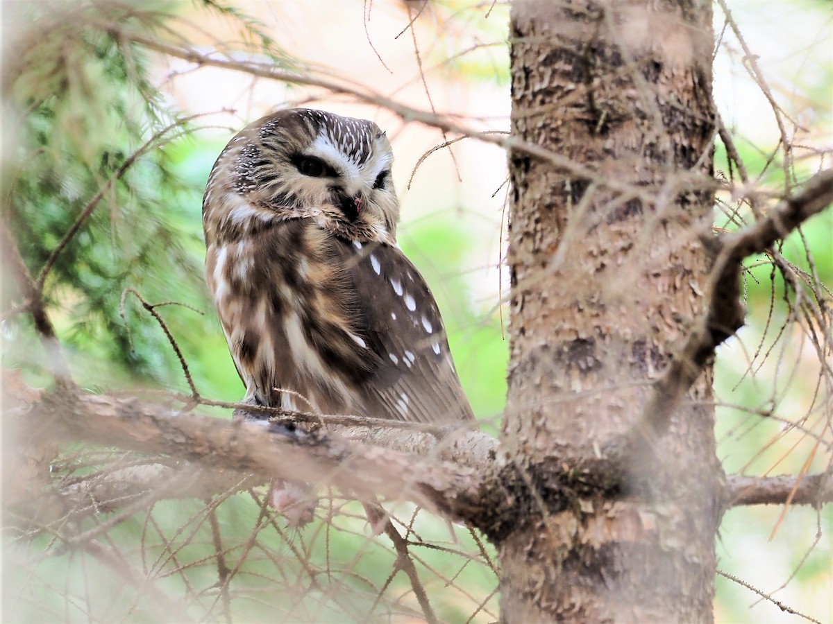 Northern Saw-whet Owl - ML275287951