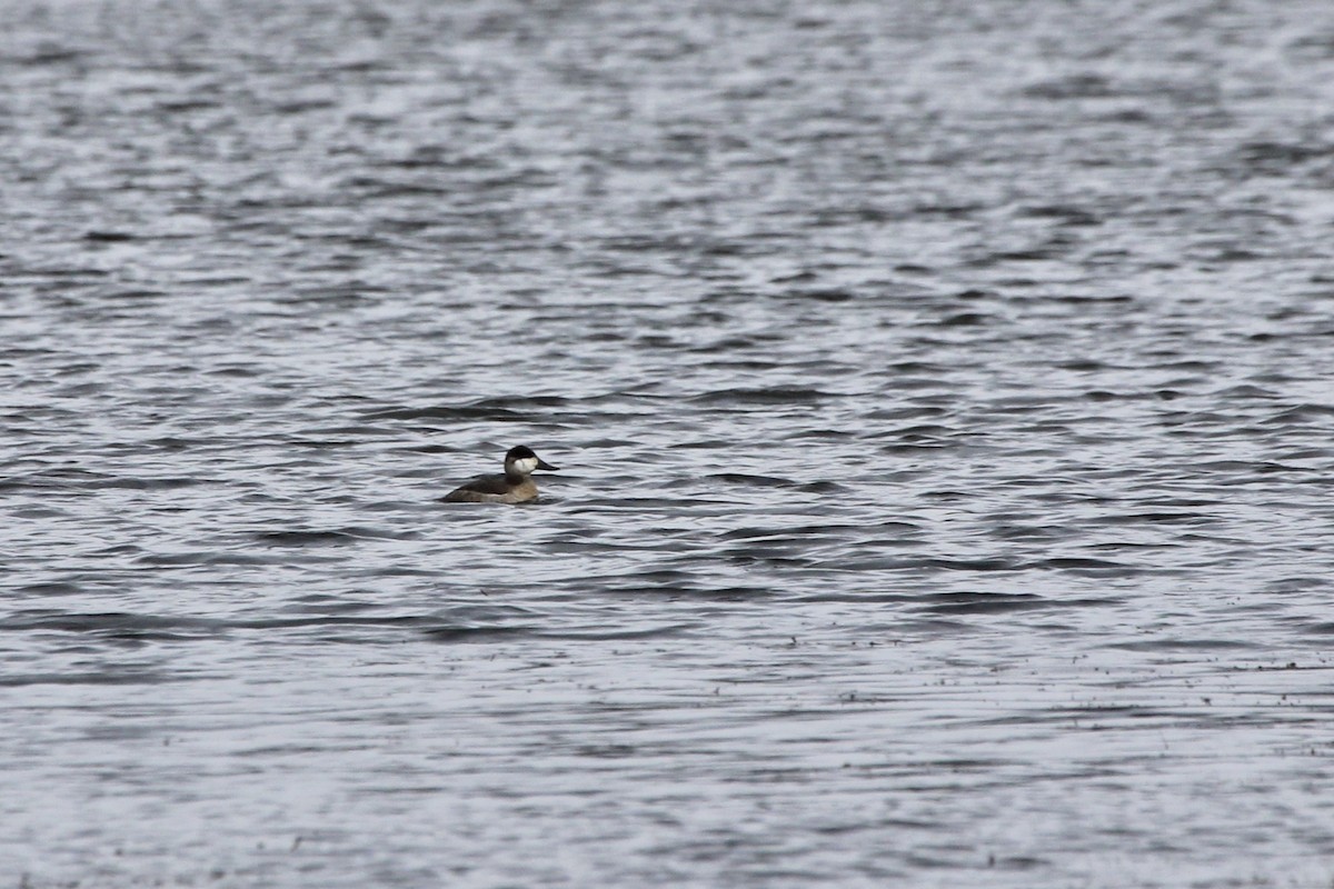 Ruddy Duck - Zac Cota