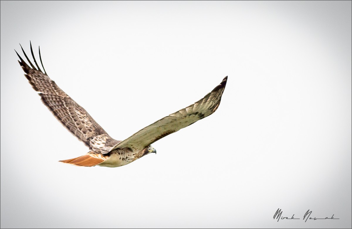 Red-tailed Hawk - ML275290691