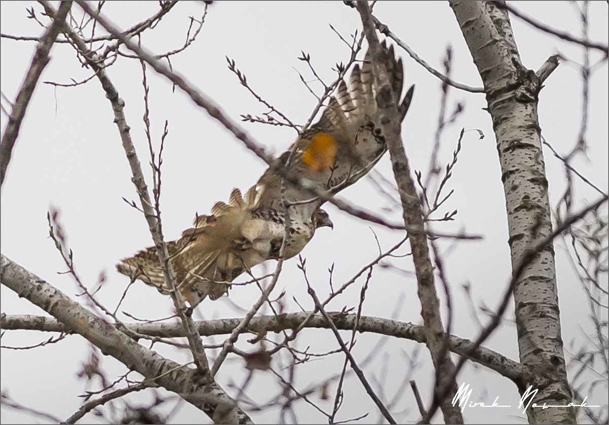 Red-tailed Hawk - ML275290721