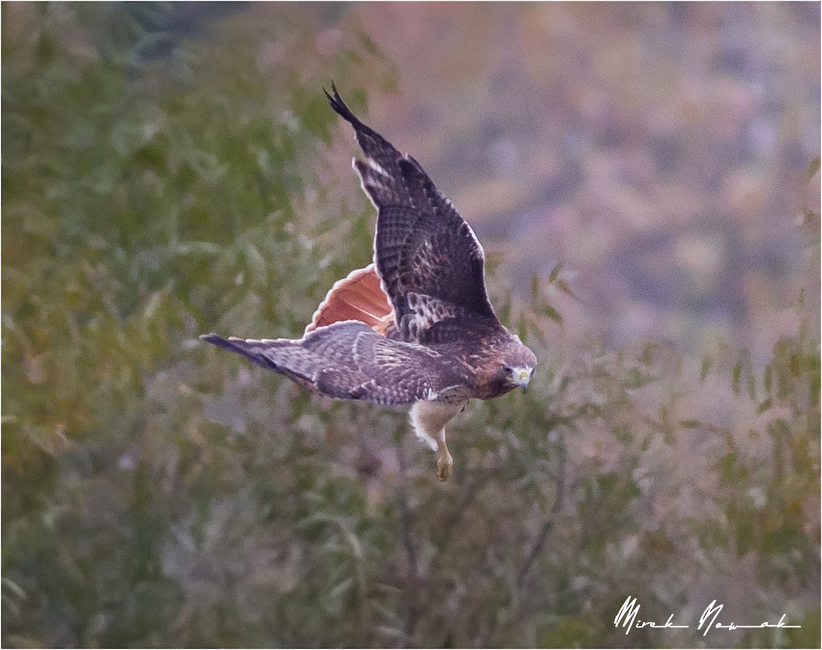 Red-tailed Hawk - ML275290731