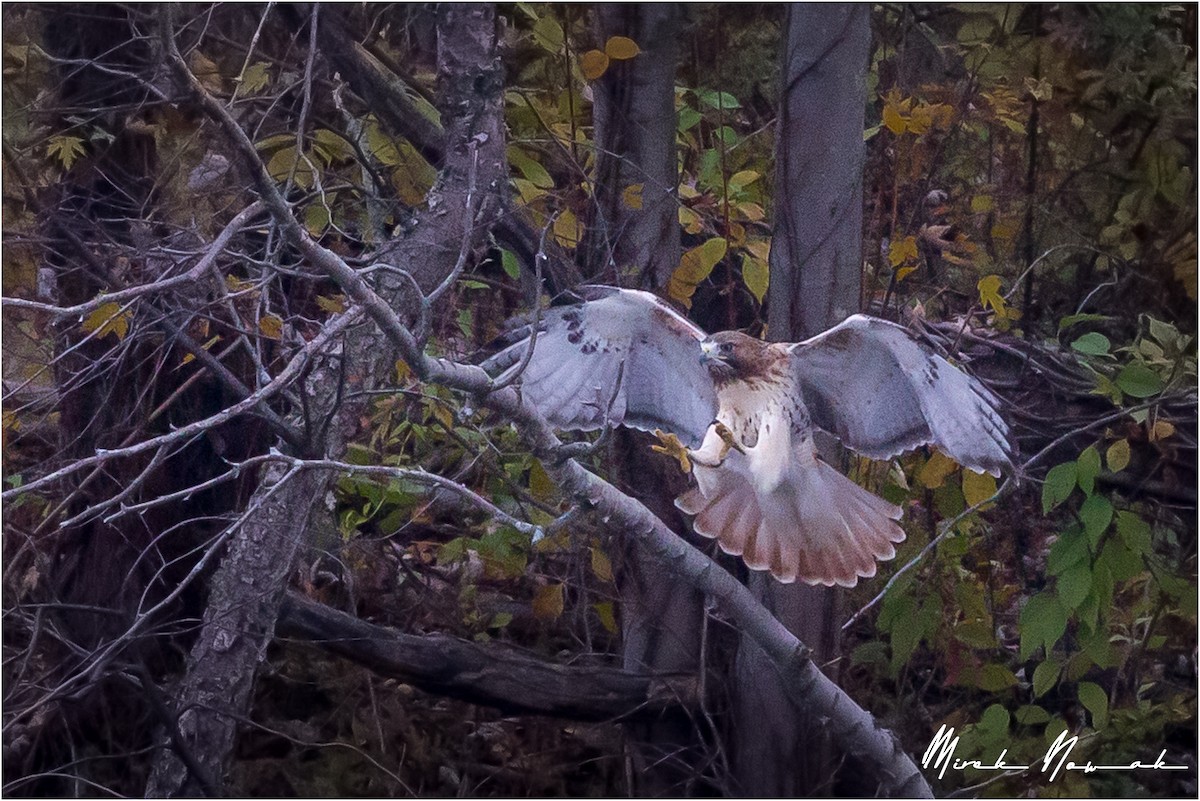 Red-tailed Hawk - ML275290741