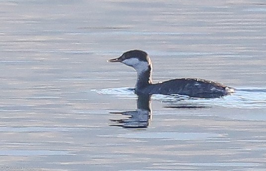 Horned Grebe - Ceredig  Roberts