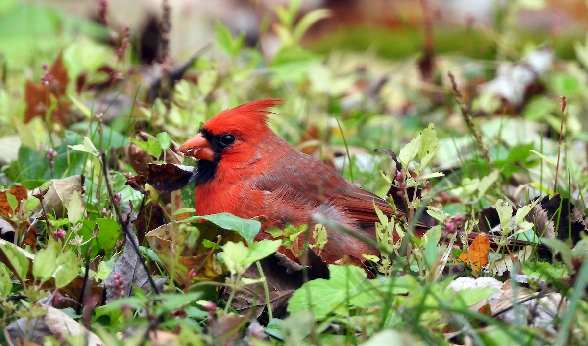 Northern Cardinal - Norman Pillsbury