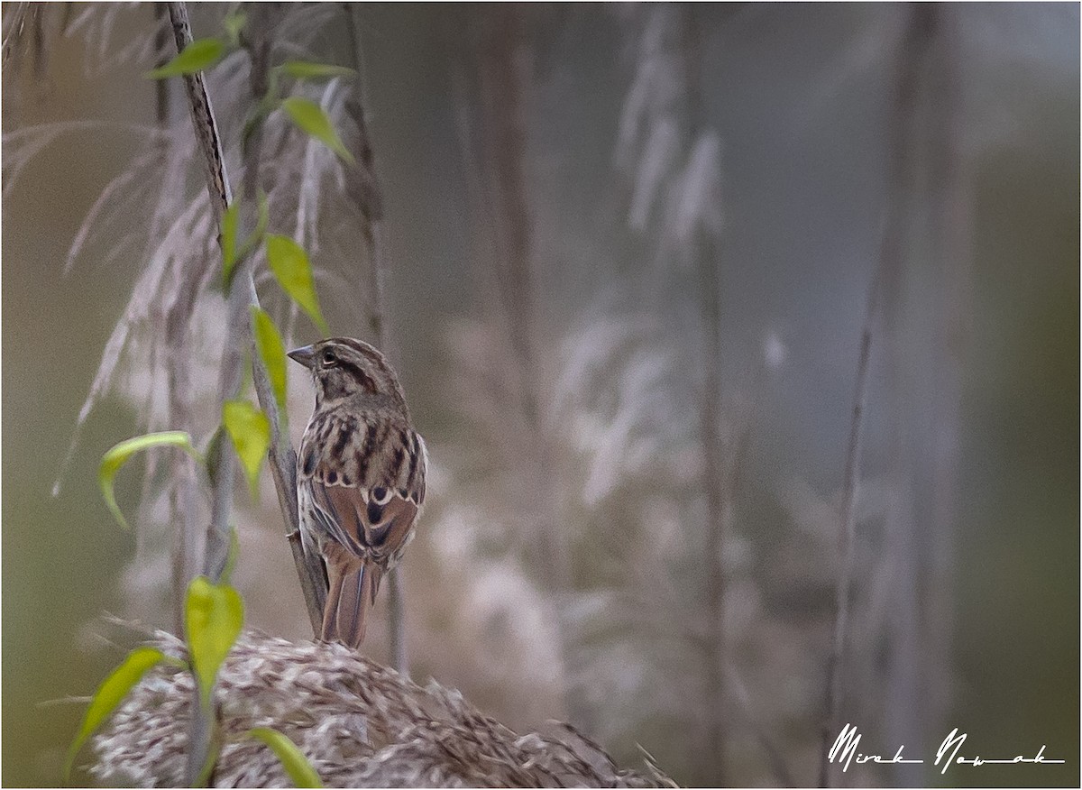 Song Sparrow - ML275292571