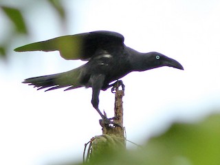  - Long-billed Crow