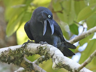  - Long-billed Crow