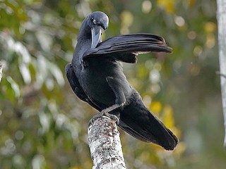  - Long-billed Crow
