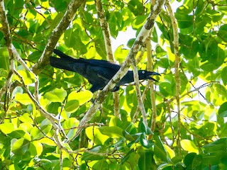  - Long-billed Crow