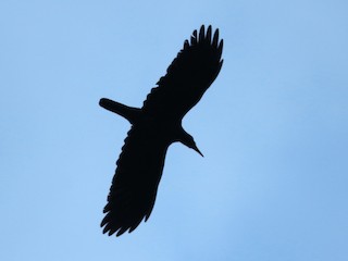  - Long-billed Crow