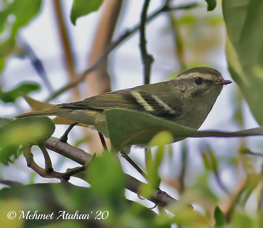 Yellow-browed Warbler - ML275295841