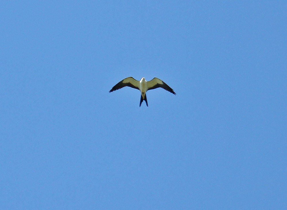 Swallow-tailed Kite - ML27529591