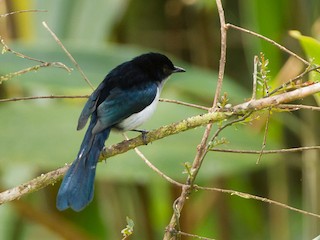 Male - Fan-tailed Berrypecker