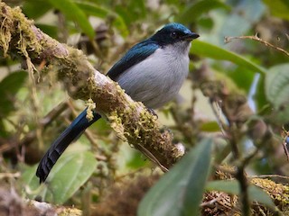 Male - Fan-tailed Berrypecker