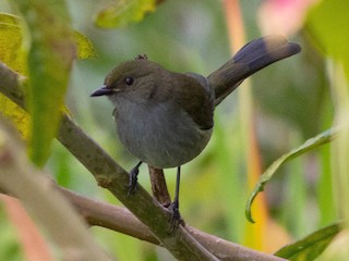 Female - Fan-tailed Berrypecker